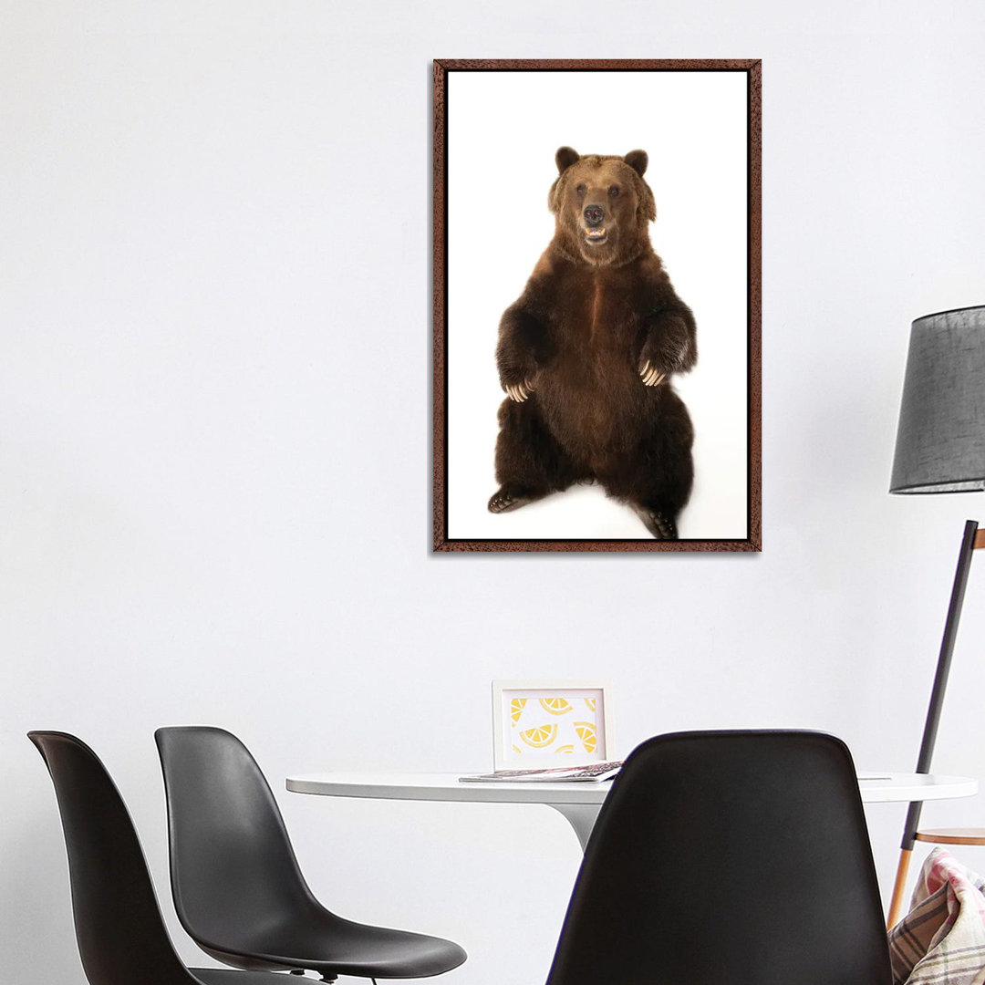 A Federally Threatened Grizzly Bear At Sedgwick County Zoo von Joel Sartore - Gallery-Wrapped Canvas Giclée on Canvas