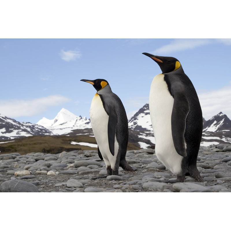 Two King Penguins - Wrapped Canvas Print, 61cm H x 91cm W x 3.8cm