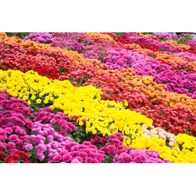 " Beautiful Chrysanthemum Flower Beds "