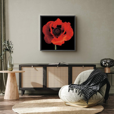 " High Contrast Red Poppy Flower "