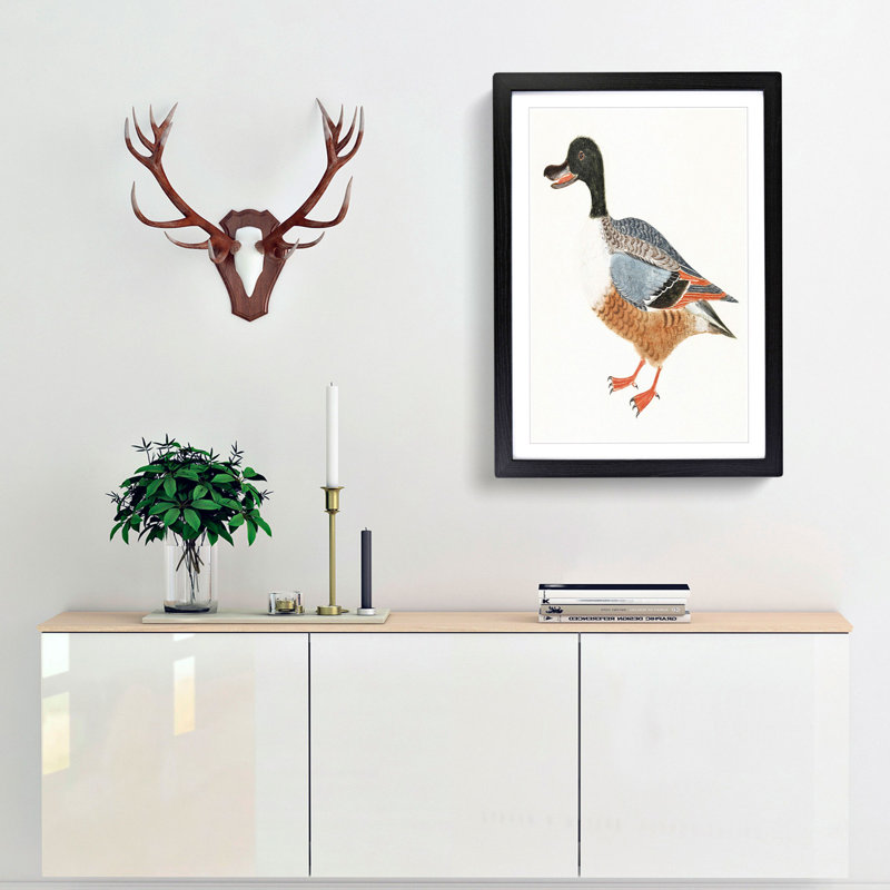 Shoveler Duck by Johan Teyler - Picture Frame Painting Print, 36cm H x 27cm W x 2cm D, Black Framed