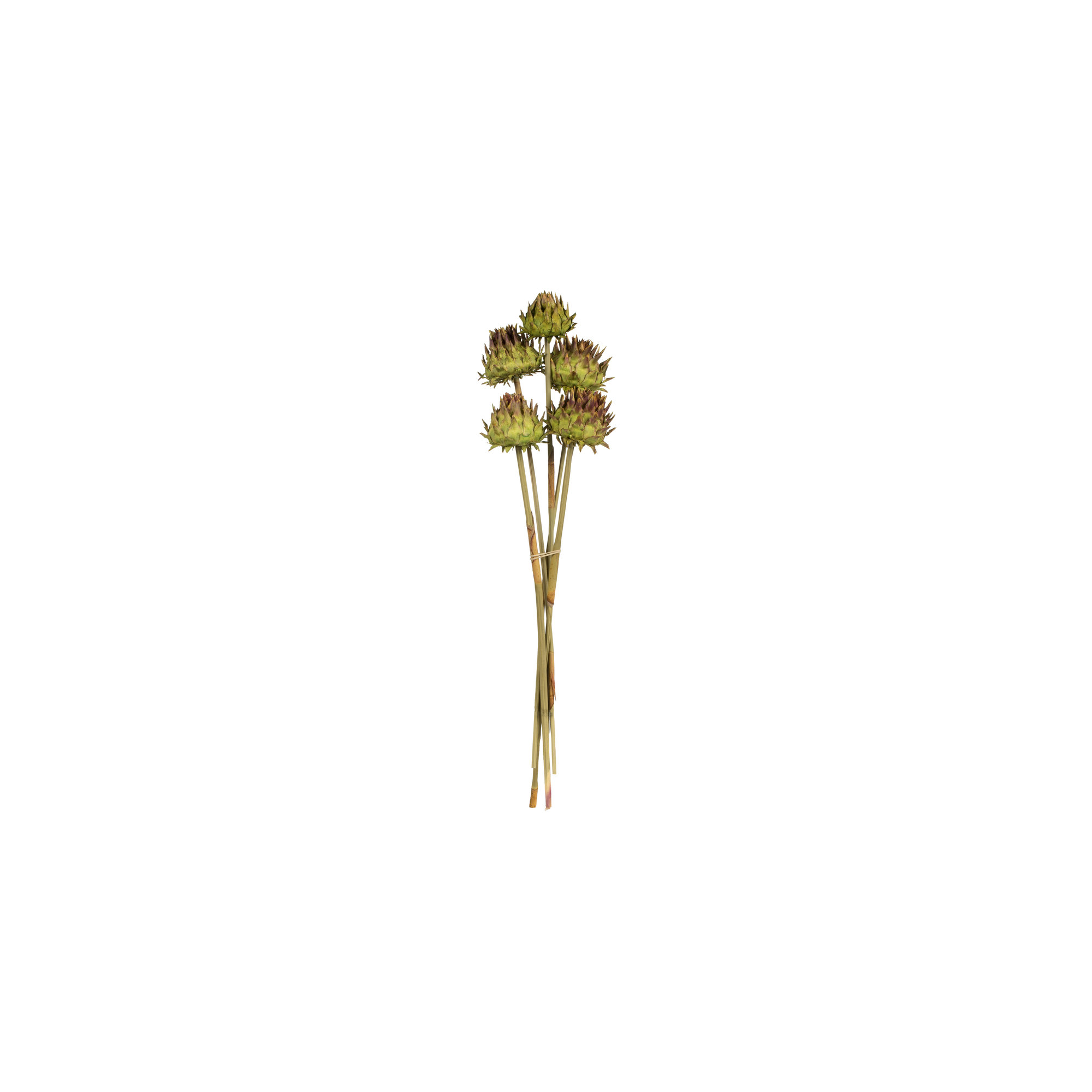 Vickerman 15" Artichoke Head With Reed Stem, Dried Artichoke Arrangement, Basil