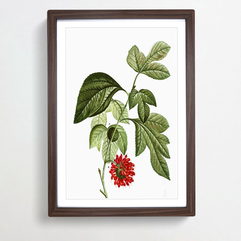 Red Mulberry Tree by Pierre-Joseph Redoute - Picture Frame Painting Print, 65cm H x 48cm W x 2cm D, Walnut Framed