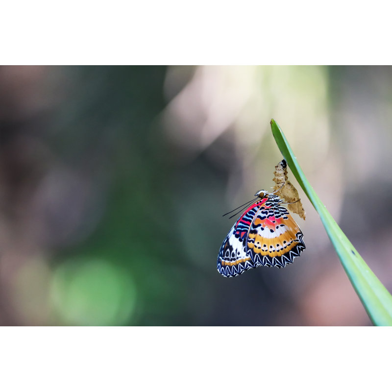 Snavely Leopard Butterfly - Wrapped Canvas Print, 20cm H x 30cm W x 3.8cm D