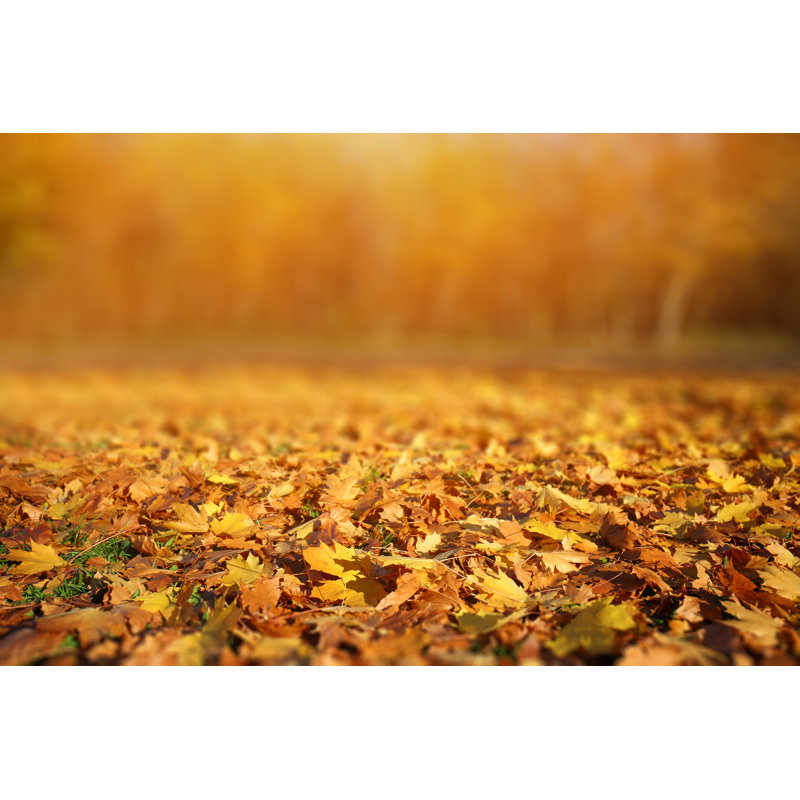 Feuilles d'automne sur fond par Bgfoto, H 12 po x l 18 po