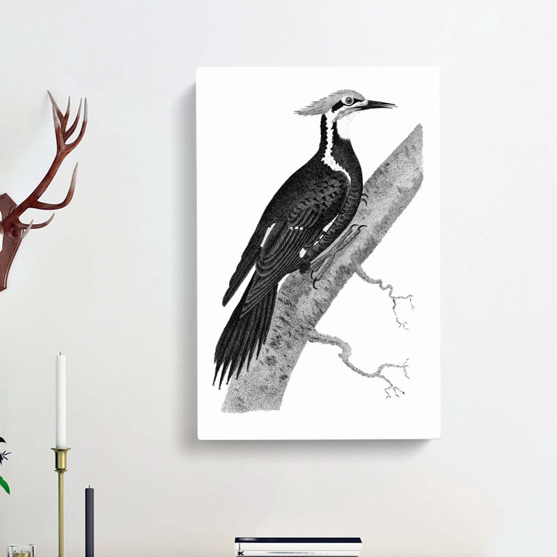 Pileated Woodpecker in Black & White by George Shaw - Wrapped Canvas Drawing - Wrapped Canvas, 50cm H x 35cm W x 3cm D