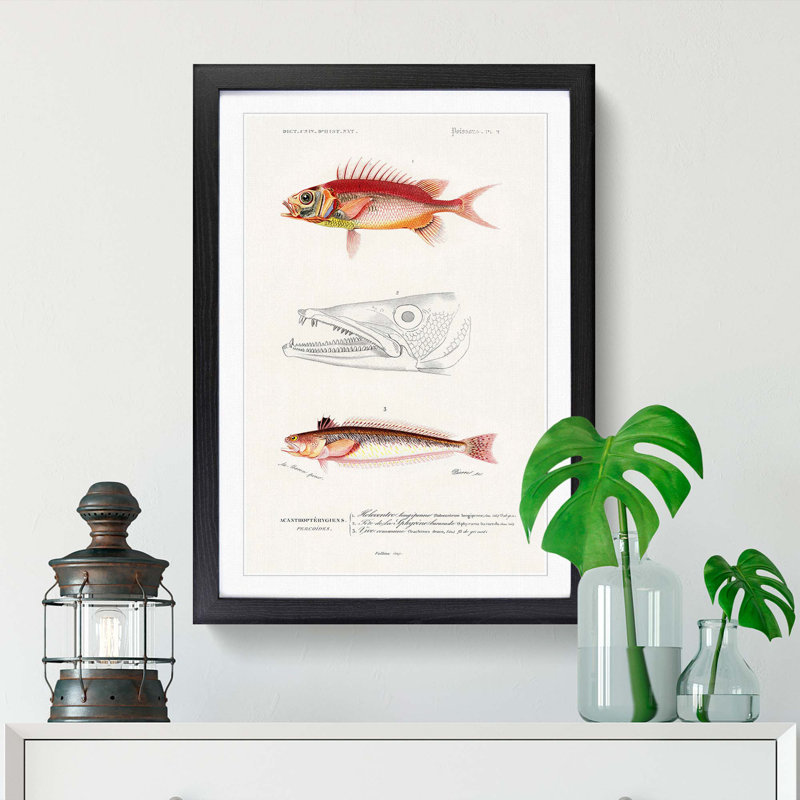 Fish Illustrations PL. 2 by Charles d' Orbigny - Picture Frame Graphic Art Print, Walnut Framed, 65cm H x 48cm W x 2cm D
