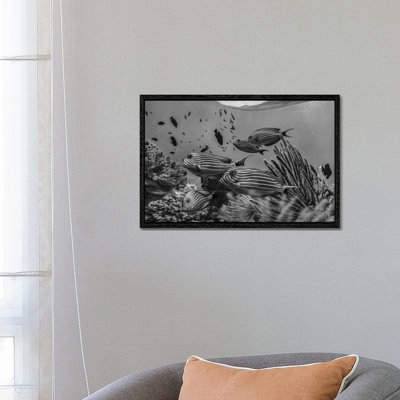 Angelfish Group And Soft Coral, Bohol Island, Philippines by Tim Fitzharris - Gallery-Wrapped Canvas Giclée on Canvas