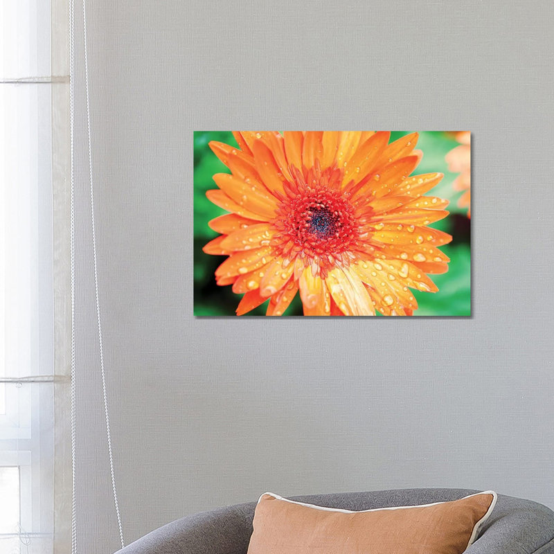 Orange Gerbera by Susan Bryant - No Frame Gallery-Wrapped Canvas Giclée on Canvas, 45.72cm H x 66.04cm W
