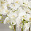 Conservatory Faux Orchid Plant