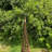 Andrickson Wood Obelisk Trellis-368401780