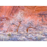 Winter Cottonwood Trees In Redrock Canyon Print by Bruce Heinemann