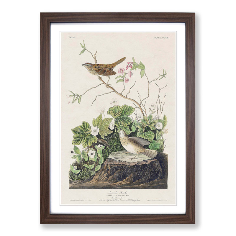 Lincoln Finch Birds by John Audubon - Framed Print, 36cm H x 27cm W x 2cm D, Walnut Framed