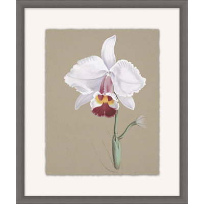 Orchid Study 8 Painting