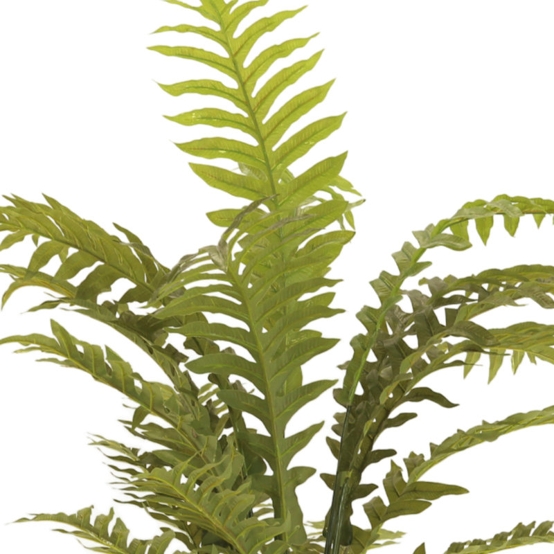 Fern Plant In Ceramic Vase