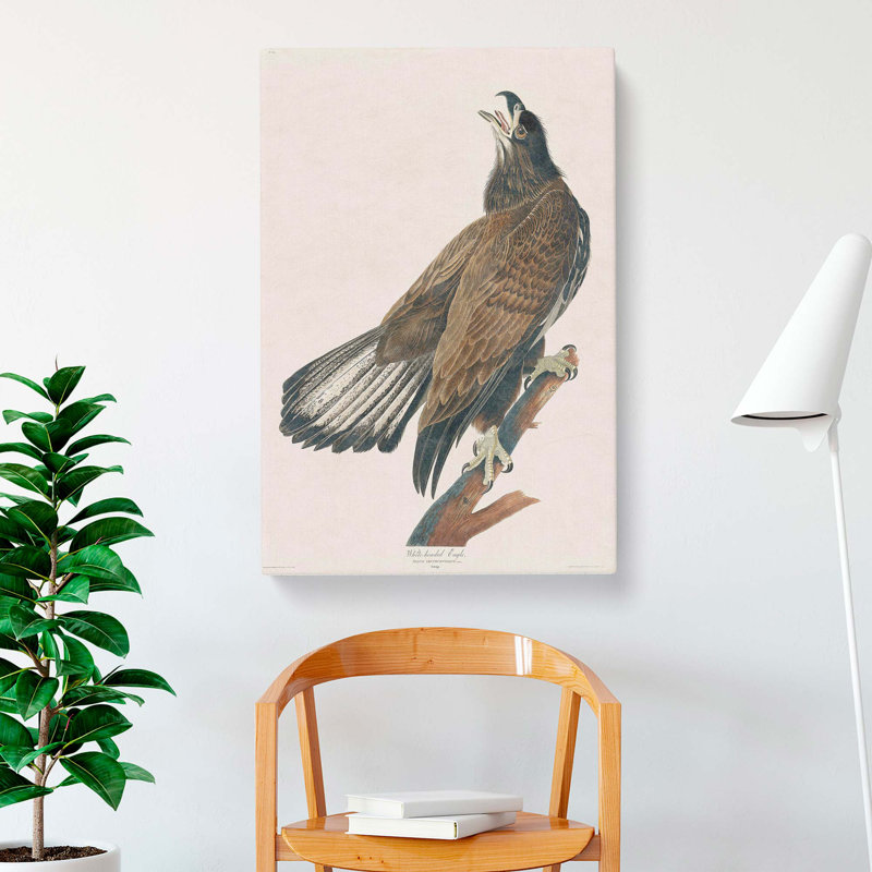 White Headed Eagle by John Audubon - Wrapped Canvas, 76cm H x 50cm W x 3cm D