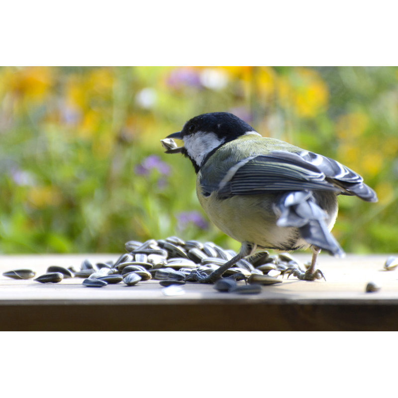 Amillianna Sunflower Seeds Bird Seed