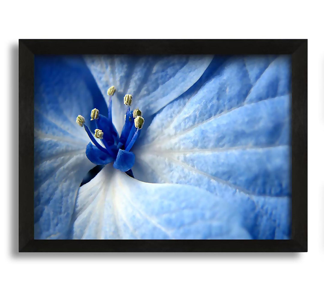 Gerahmtes Leinwandbild Soft Blue Flower