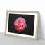 Lone Pink Carnation - Picture Frame Graphic Art Print-56859910-56859906
