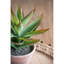 Cactus moelleux en pot