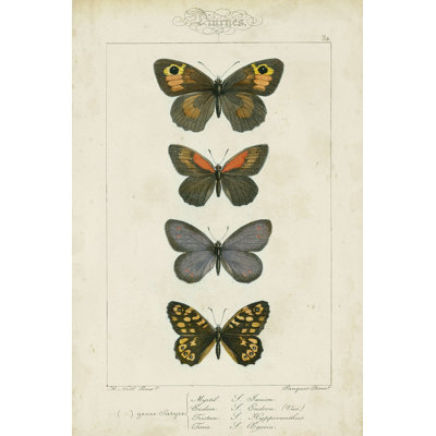 Papillons de pauquet V