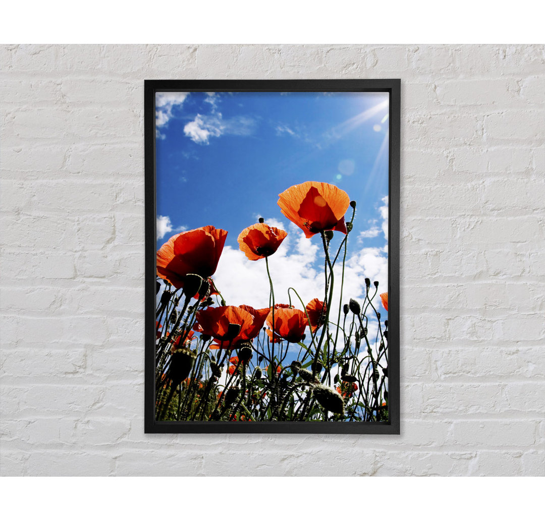 Orange Poppy Skys - Einzelner Bilderrahmen Kunstdrucke auf Leinwand