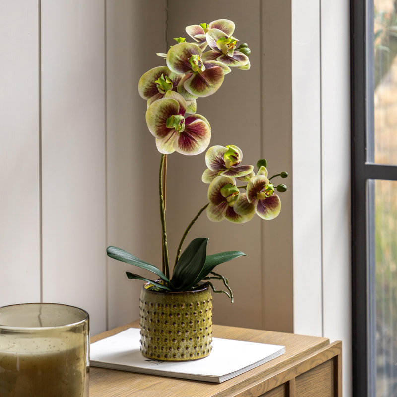 Orchid Multicolour in Moss Ceramic Dot Pot 500mm