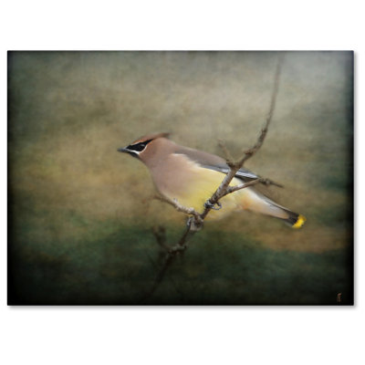 «Portrait of a Cedar Waxwing», impression sur toile tendue Vidur