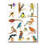 «Vibrant Coloured Birds Plancard», reproduction sur toile-59708184-59708187