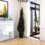 Cypress Plant-1588592318