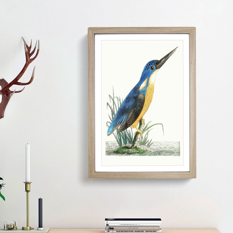 Tridigitated Kingfisher by George Shaw - Framed Print, Oak Framed, 36cm H x 27cm W x 2cm D