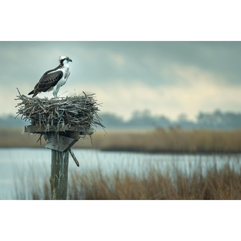 Osprey Nesting Canvas Print, 16" H x 20" W