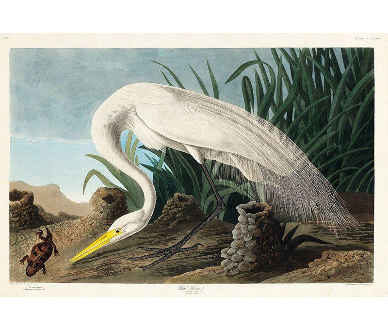 Charlton Home® Audubon, John James Art sur toile tendue, White Heron