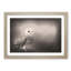 Light Upon the Barn Owl - Picture Frame Painting Print-55582560-55582564