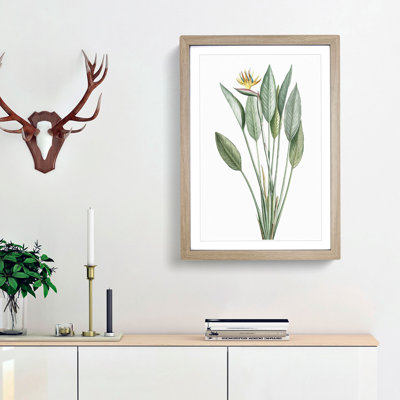 Bird of Paradise Flower by Pierre-Joseph Redoute - Picture Frame Painting Print