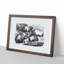Pigs Illustration in Black and White - Picture Frame Drawing Print-55616610-55616609