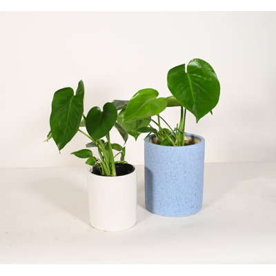Upshining Live Foliage Plant in Ceramic Pot