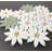 Mfl Thassos White, Ming Green And Honey Onyx Marble Daisy Pattern Mosaic Wall & Floor Tile