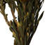 Plumosum Arrangement-94734888
