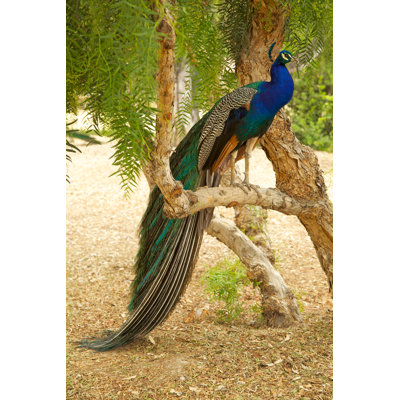 «Peacock» par Jayboivin