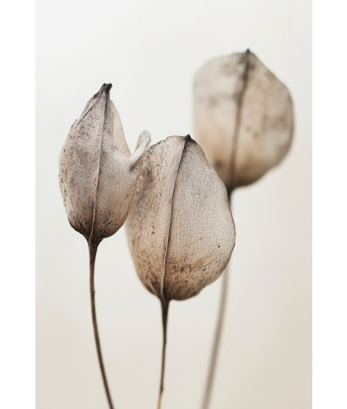 Faded Petal Trio by Treechild — Floral Wall Art, 12 × 18, Brown, Matted Framed Print