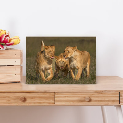 Art africain de la famille du lion contemporain, lion, faune