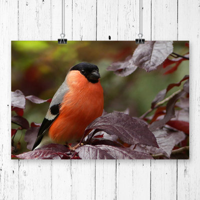 Bullfinch Bird - Frameless Print