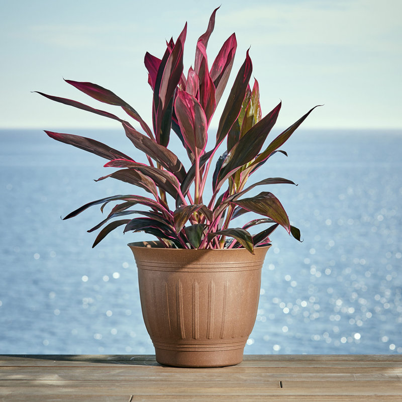 Jardinière en plastique Carmer, H 12,75 po x l 15,5 po x P 15,5 po, Terre foncé