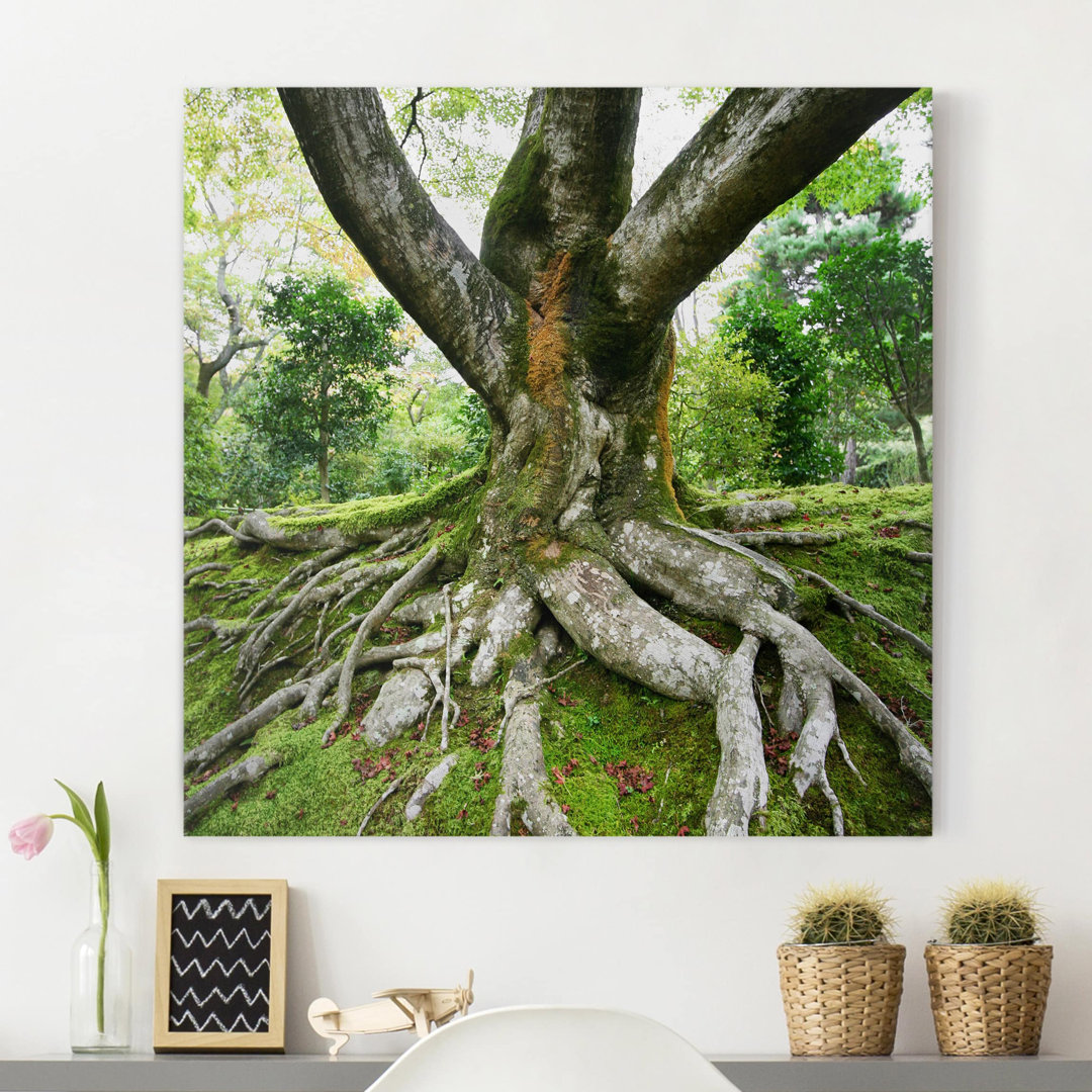 Alter Baum Fotodruck auf Leinwand