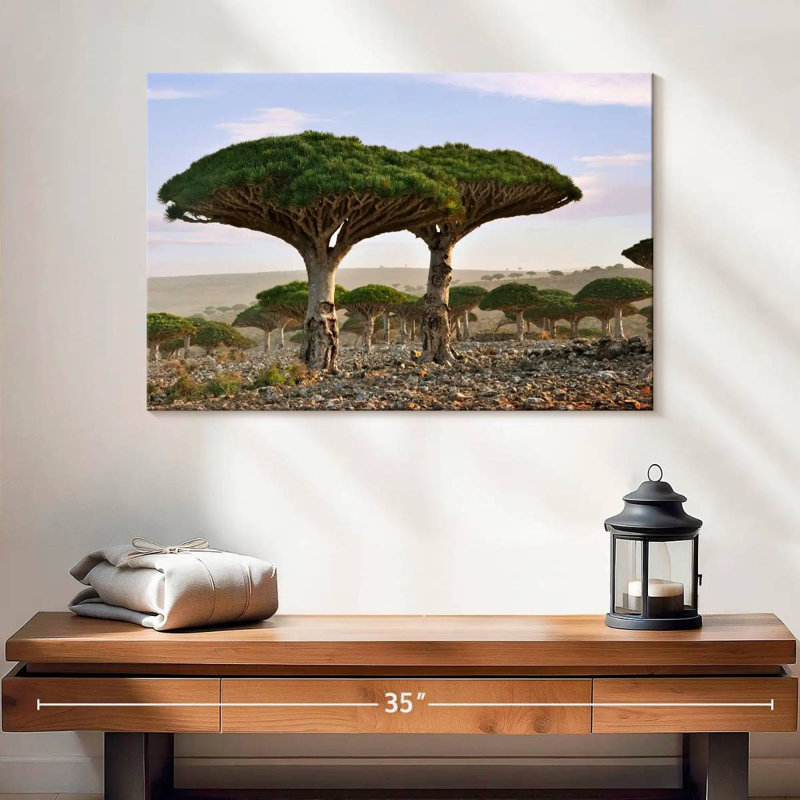 Alvord deux sapins Socotra, H 16 po x l 24 po