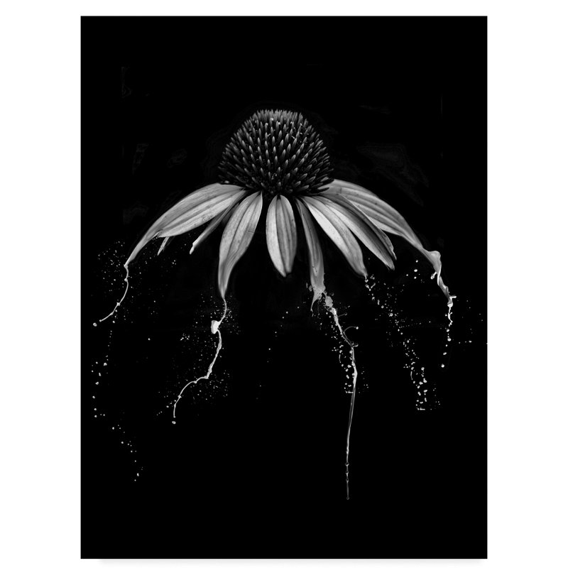 « echinacea noir et blanc », reproduction de photo sur toile tendue, H 19 po x l 14 po x P 2 po