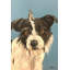 Scruffy Dog 1 Piece Wrapped Canvas Painting-1447137582