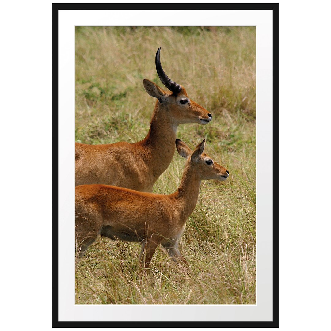 Gerahmtes Poster Dorkasgazelle mit Jungtier