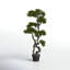 Panama Bonsai en pot